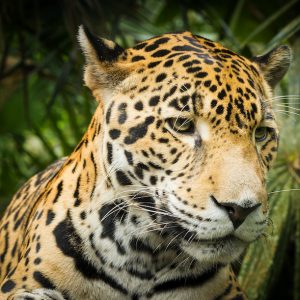 Jaguar Heroes