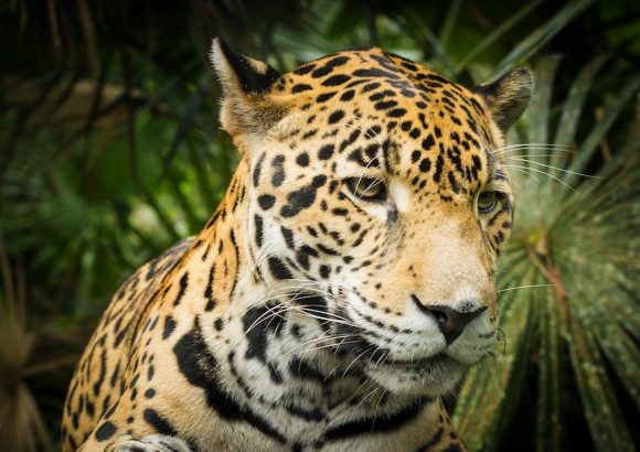 Jaguar Heroes