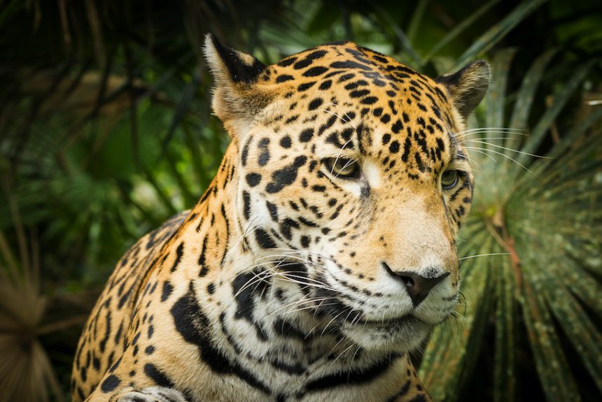Jaguar Heroes